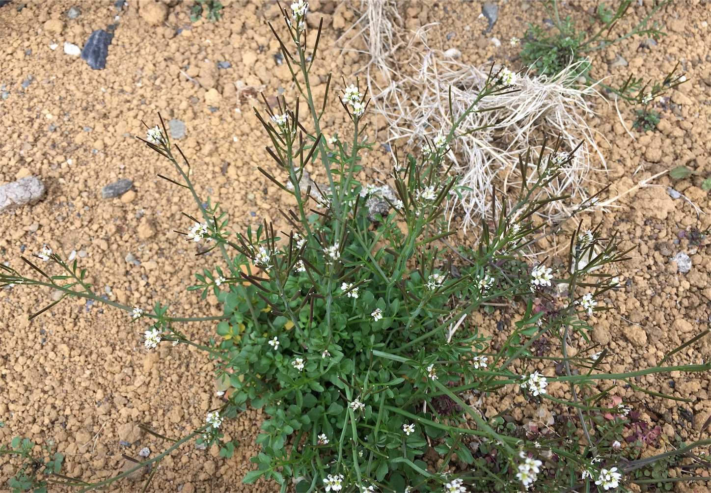 f:id:encyclopediaofweeds:20180615090117j:plain