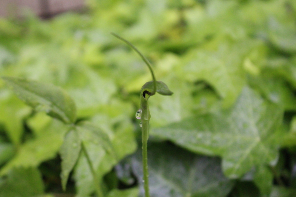 f:id:encyclopediaofweeds:20180615093019j:plain