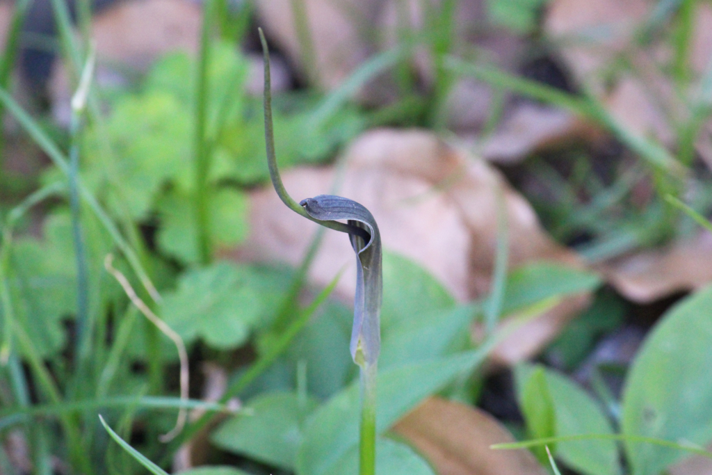 f:id:encyclopediaofweeds:20180615093320j:plain