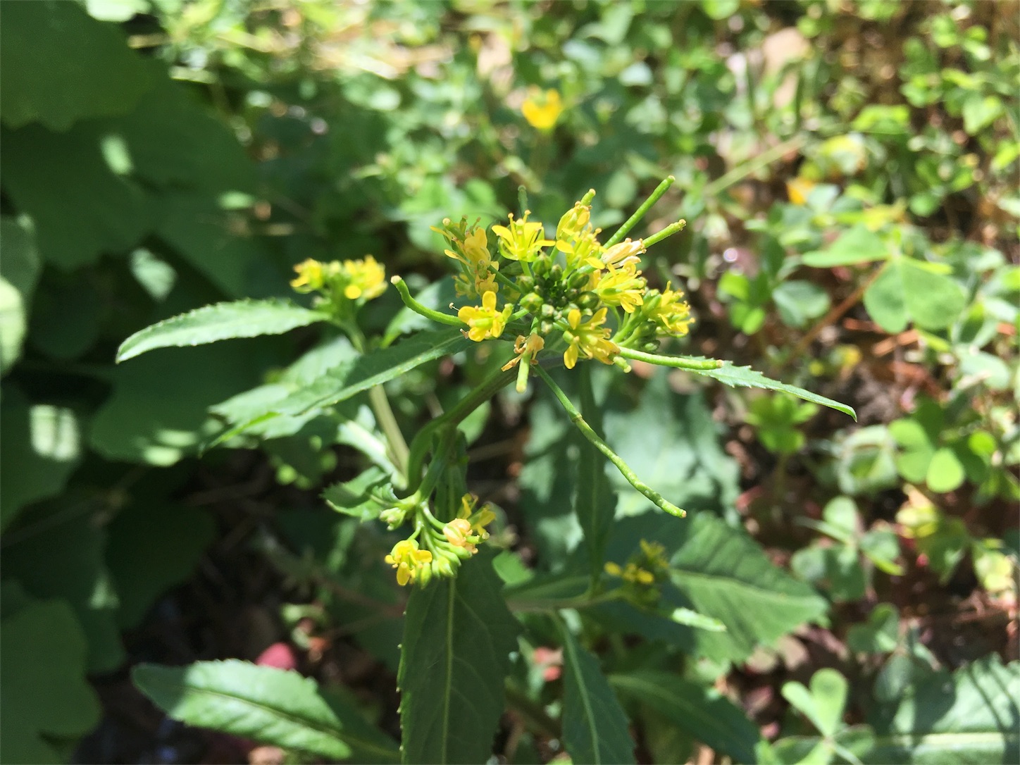 f:id:encyclopediaofweeds:20180615102206j:plain