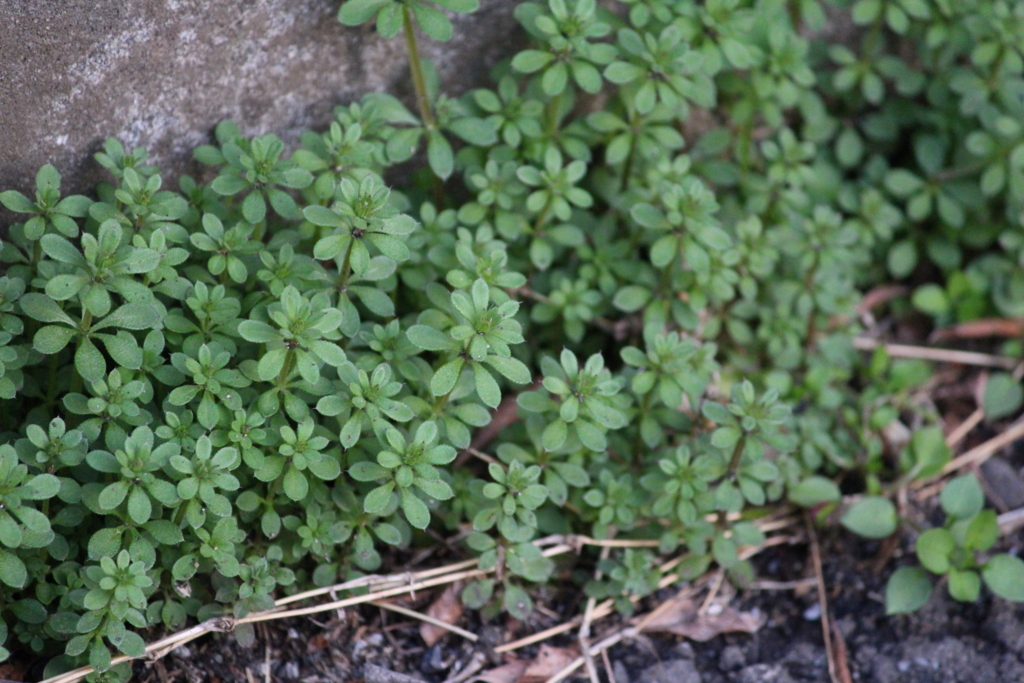 f:id:encyclopediaofweeds:20180615104134j:plain