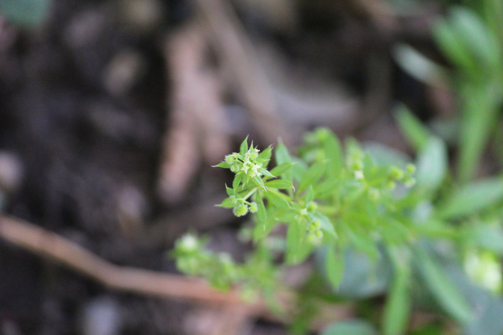 f:id:encyclopediaofweeds:20180615104346j:plain