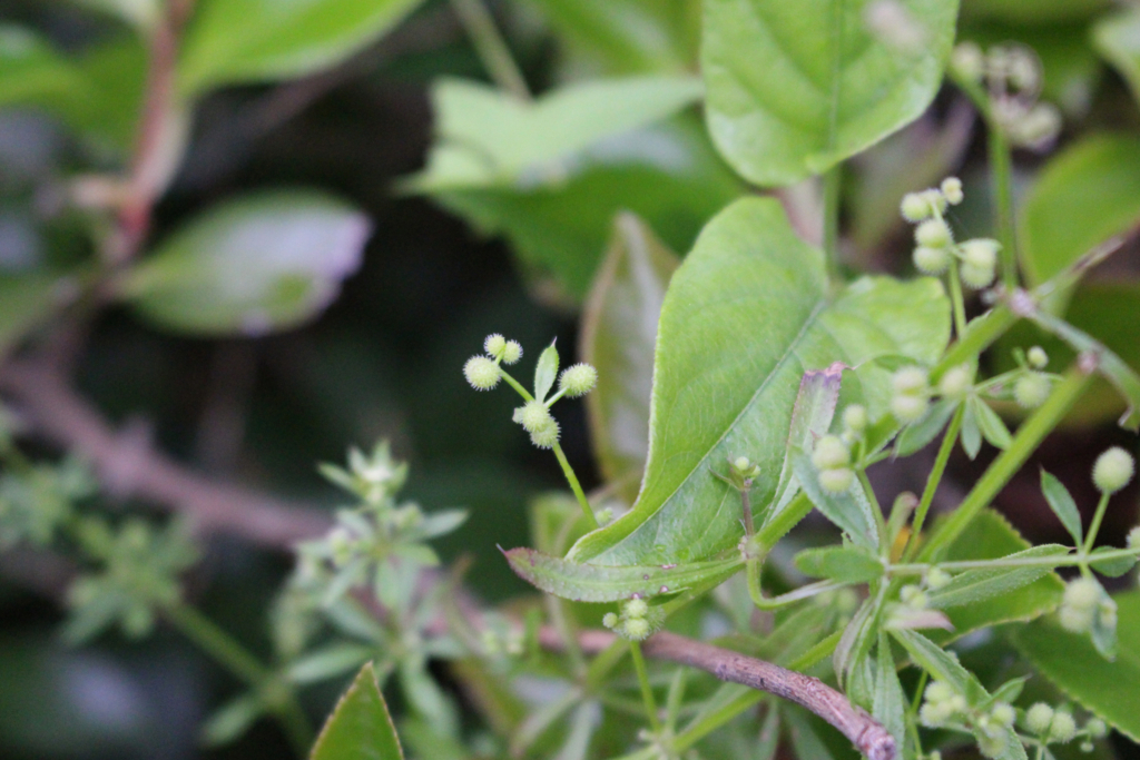f:id:encyclopediaofweeds:20180615104447j:plain
