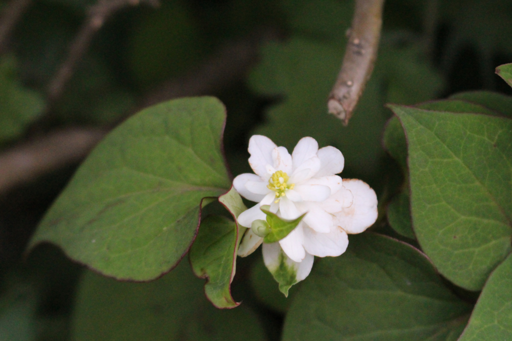 f:id:encyclopediaofweeds:20180615105235j:plain f:id:encyclopediaofweeds:20180615105235j:plain