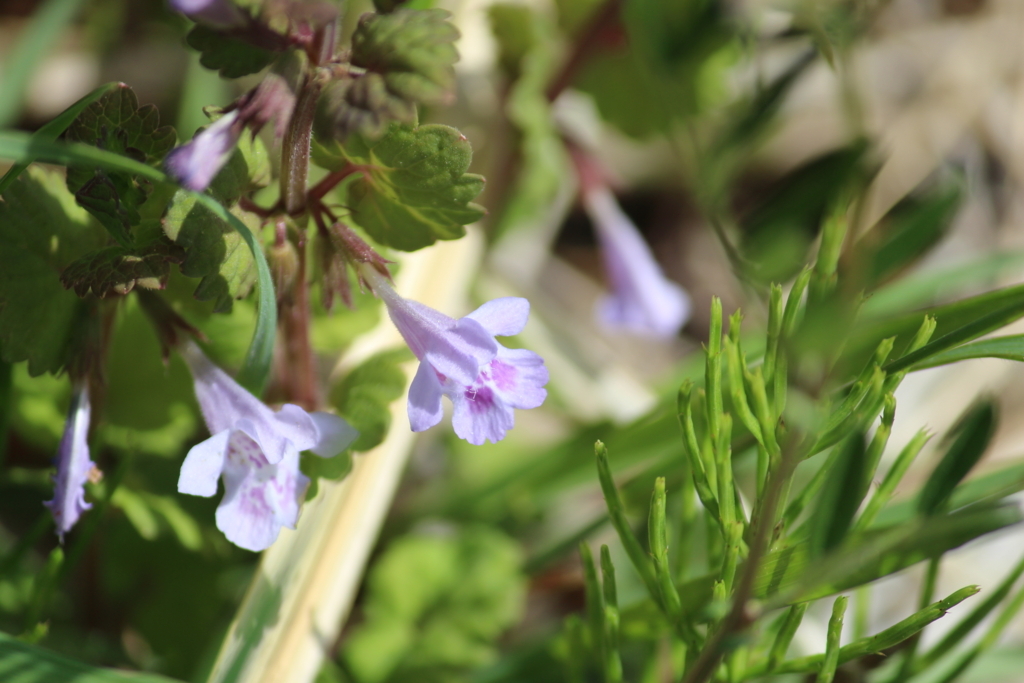 f:id:encyclopediaofweeds:20180615110603j:plain