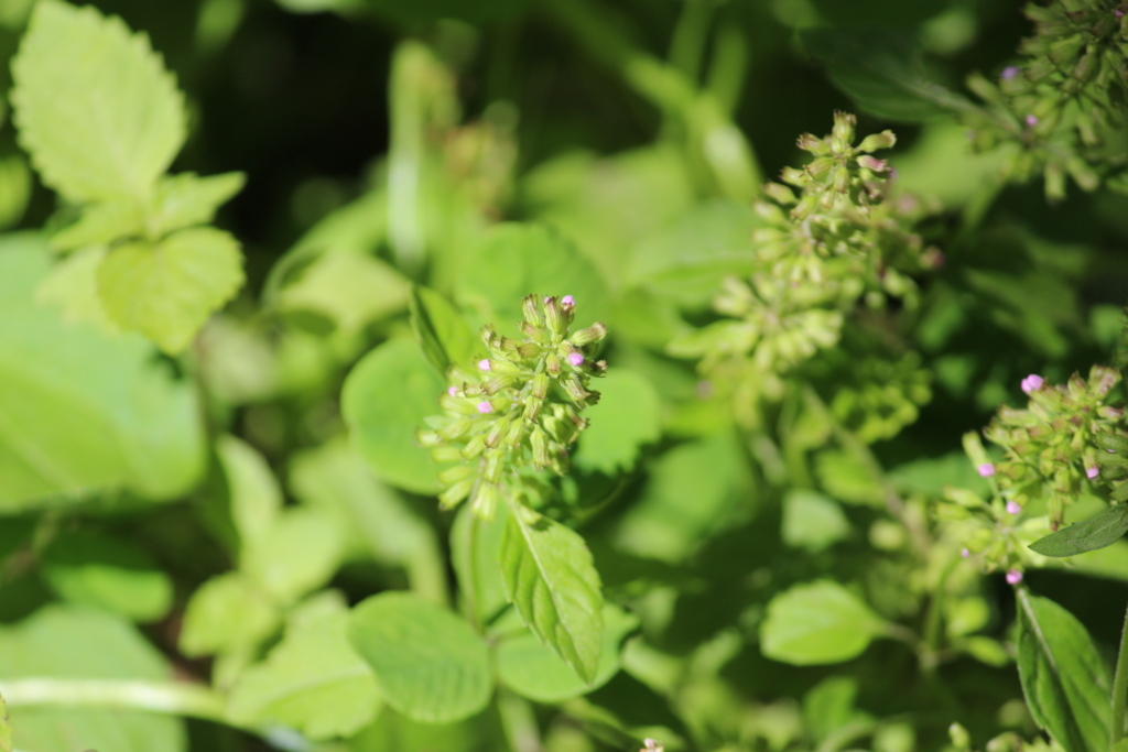 f:id:encyclopediaofweeds:20180615111410j:plain