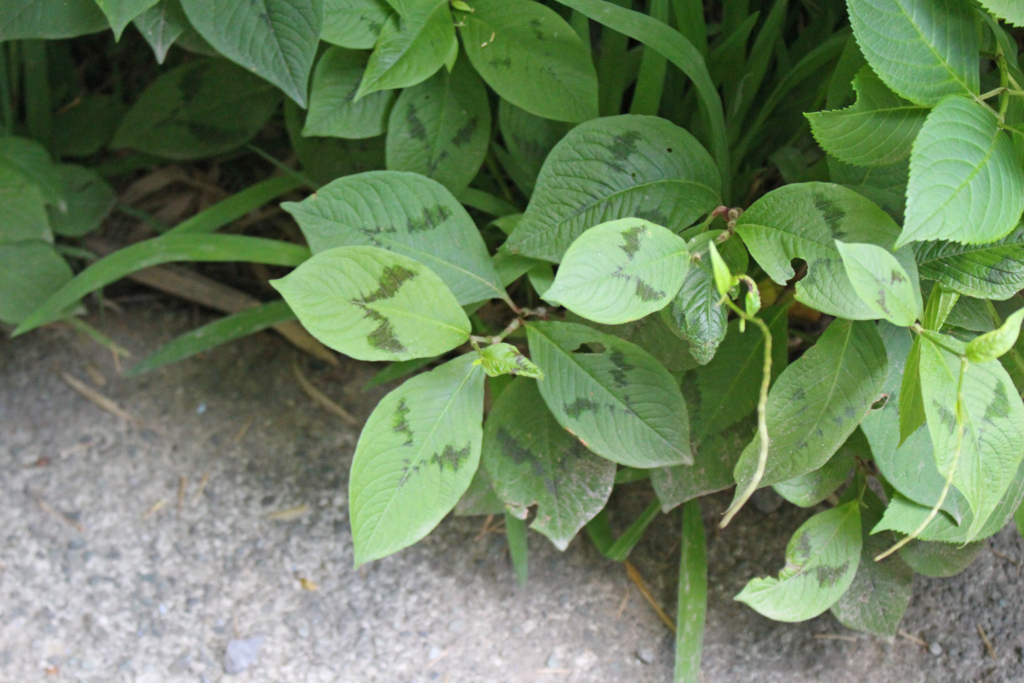 f:id:encyclopediaofweeds:20180616020830j:plain