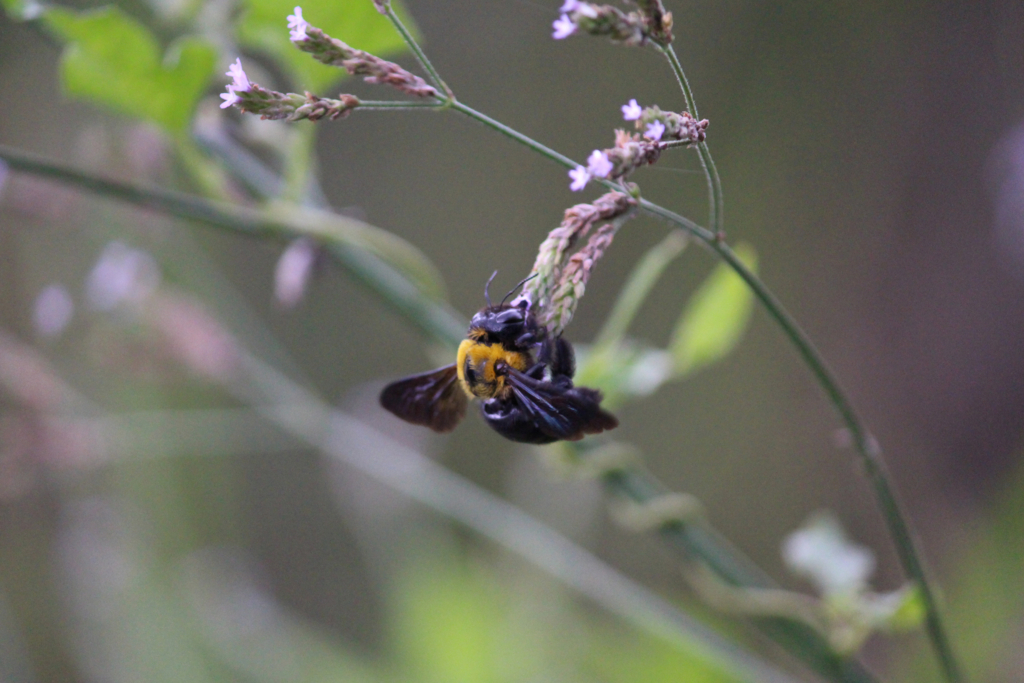 f:id:encyclopediaofweeds:20180622224446j:plain