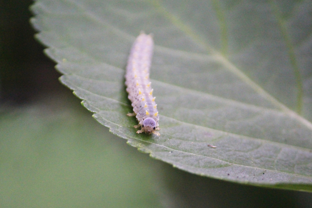 f:id:encyclopediaofweeds:20180622232141j:plain