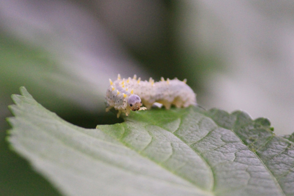 f:id:encyclopediaofweeds:20180622232149j:plain