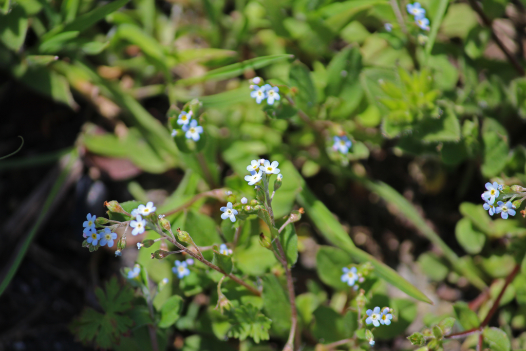 f:id:encyclopediaofweeds:20180622234249j:plain