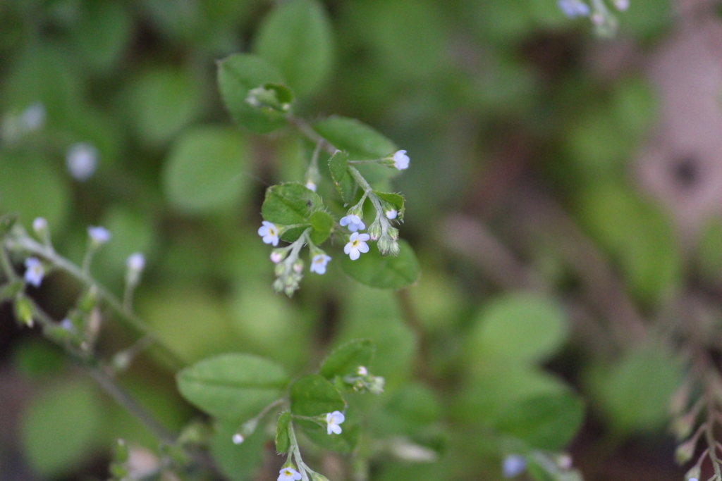 f:id:encyclopediaofweeds:20180622234446j:plain