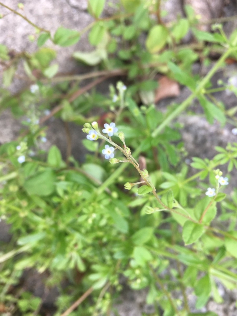 f:id:encyclopediaofweeds:20180622234609j:plain