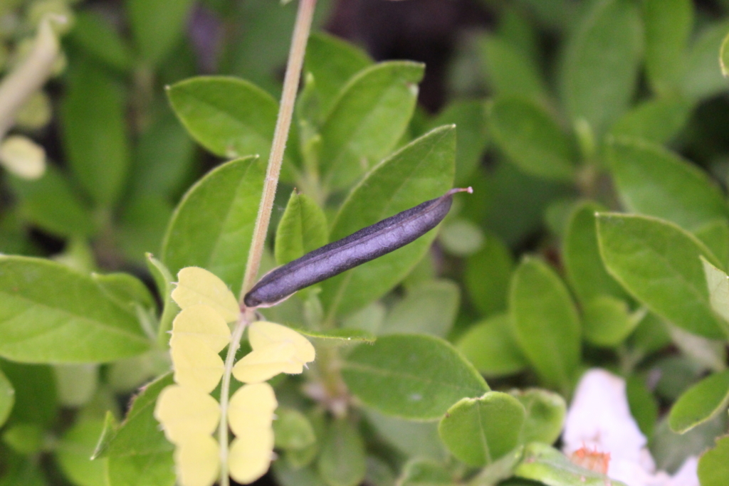 f:id:encyclopediaofweeds:20180622235718j:plain