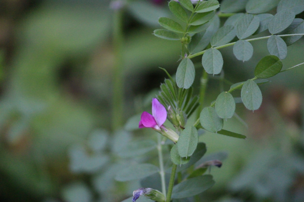 f:id:encyclopediaofweeds:20180623000236j:plain