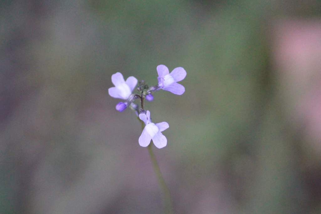 f:id:encyclopediaofweeds:20180623000923j:plain