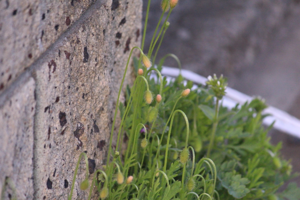 f:id:encyclopediaofweeds:20180623001400j:plain