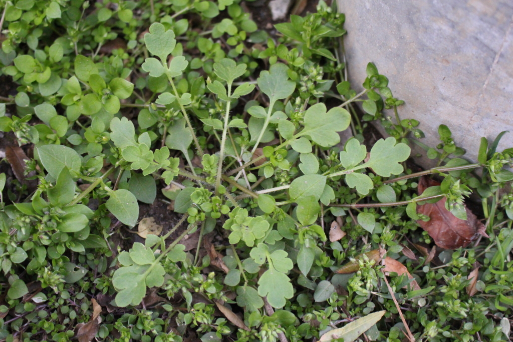 f:id:encyclopediaofweeds:20180623001444j:plain