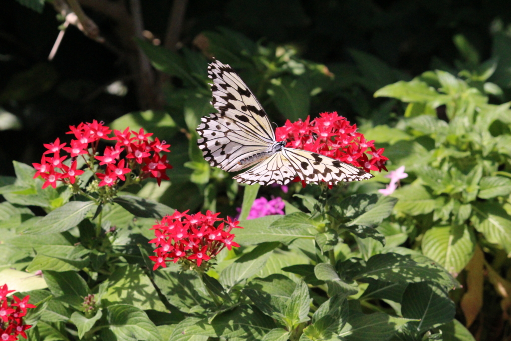 f:id:encyclopediaofweeds:20180623002953j:plain