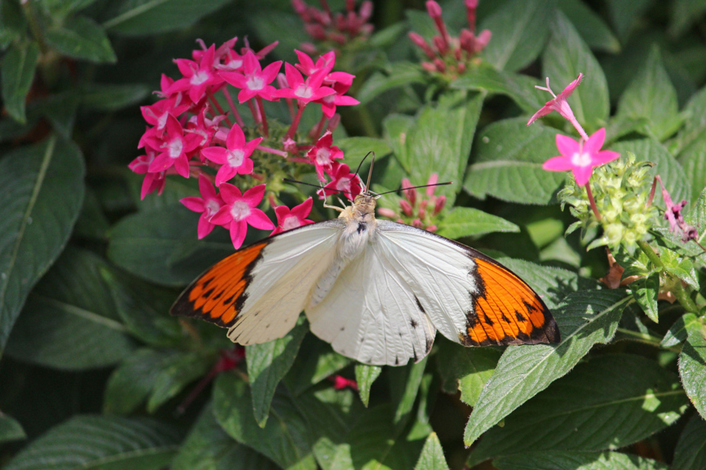 f:id:encyclopediaofweeds:20180623003245j:plain