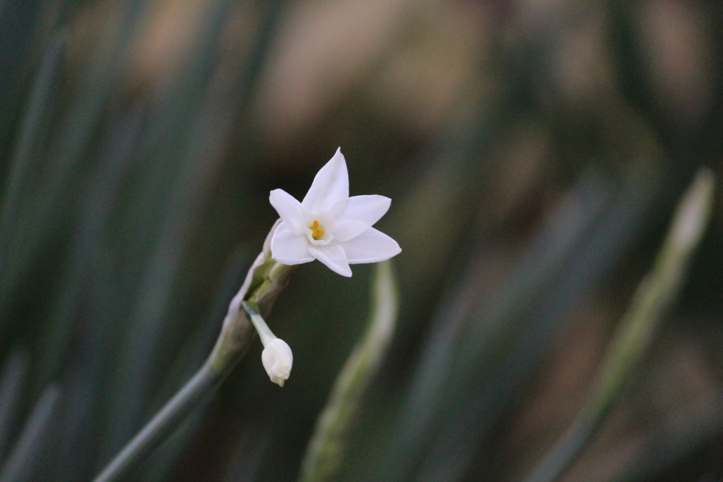f:id:encyclopediaofweeds:20180623003944j:plain