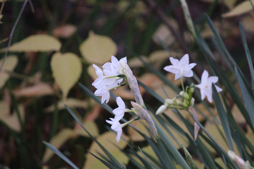 f:id:encyclopediaofweeds:20180623003949j:plain