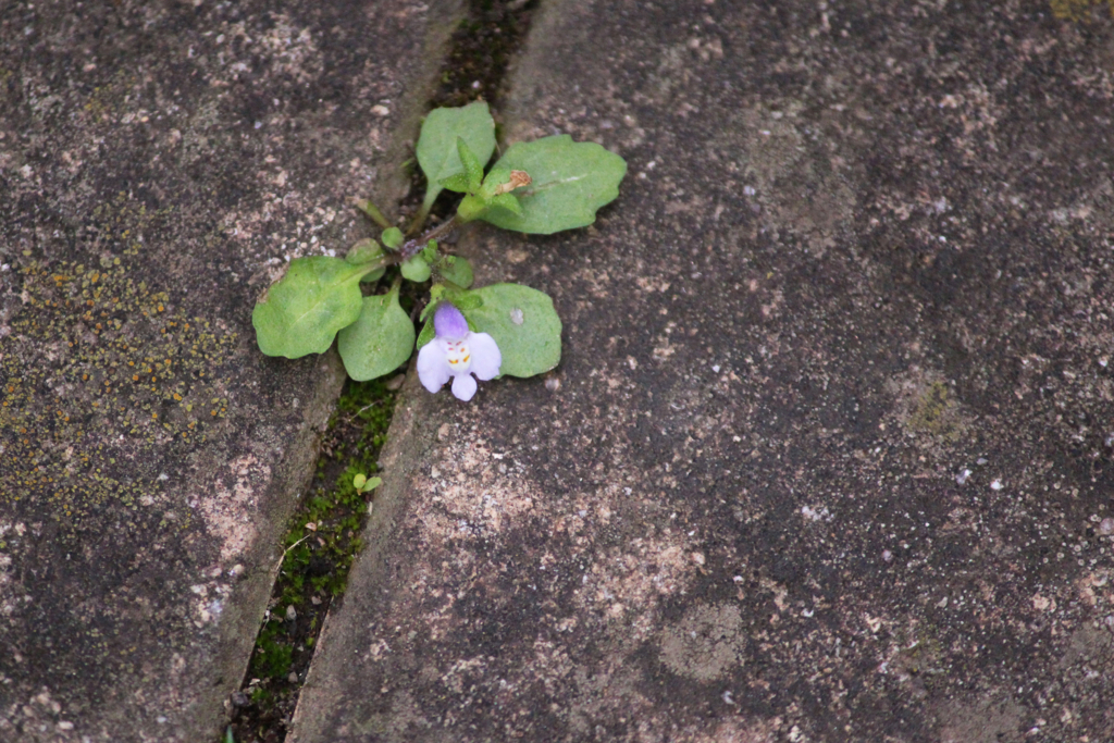 f:id:encyclopediaofweeds:20180623011349j:plain f:id:encyclopediaofweeds:20180623011349j:plain