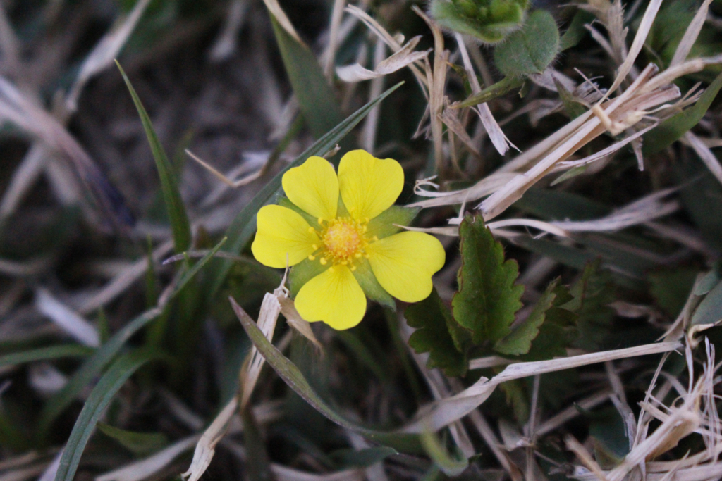 f:id:encyclopediaofweeds:20180623014329j:plain f:id:encyclopediaofweeds:20180623014329j:plain