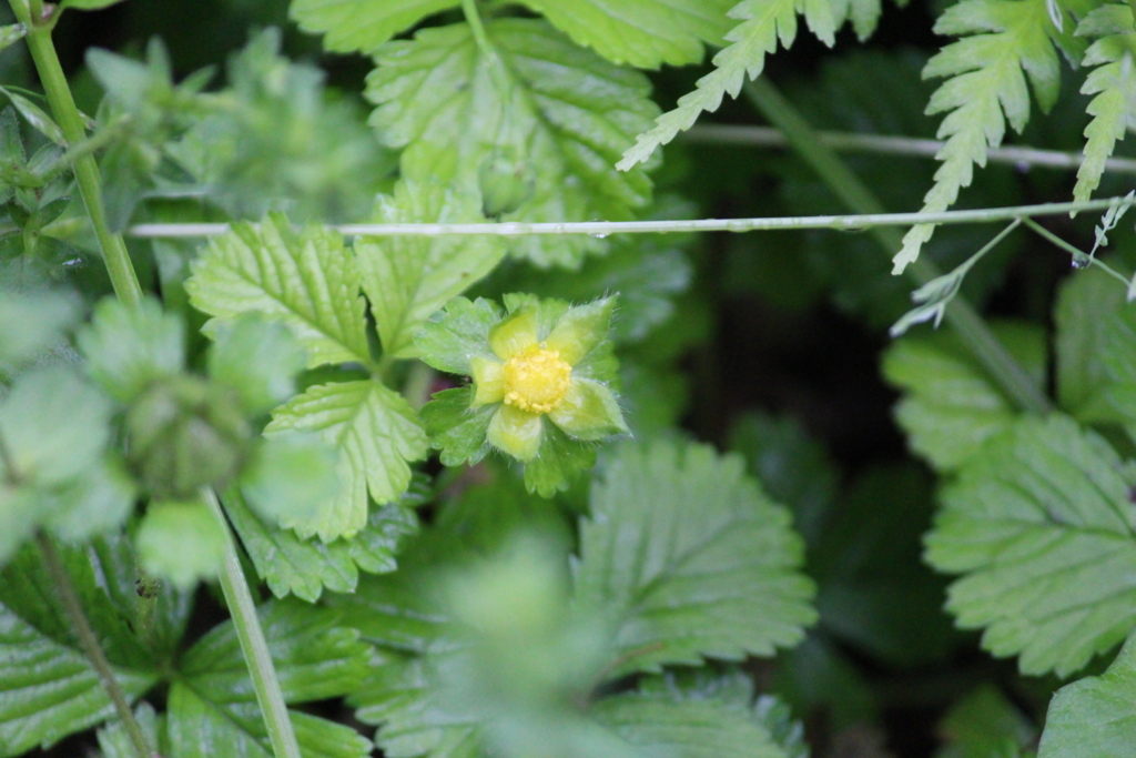 f:id:encyclopediaofweeds:20180623014411j:plain f:id:encyclopediaofweeds:20180623014411j:plain