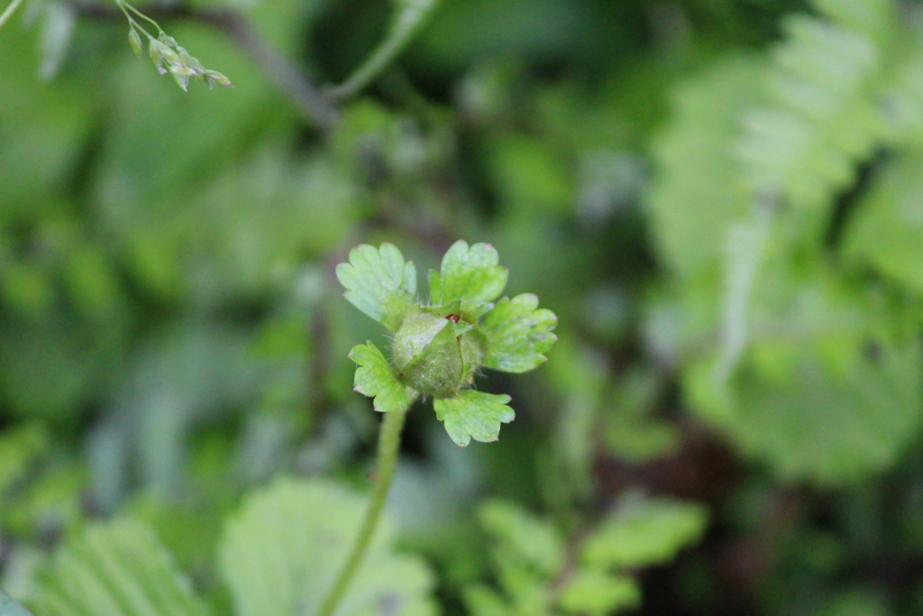 f:id:encyclopediaofweeds:20180623014413j:plain f:id:encyclopediaofweeds:20180623014413j:plain