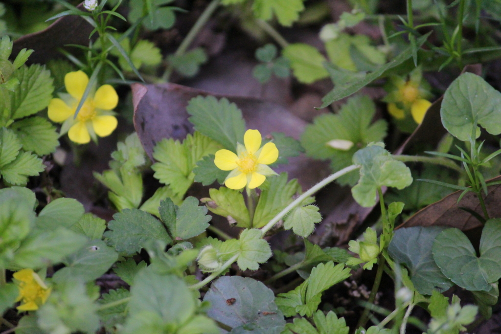 f:id:encyclopediaofweeds:20180623014536j:plain f:id:encyclopediaofweeds:20180623014536j:plain