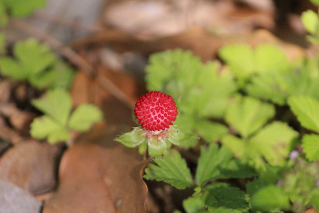 f:id:encyclopediaofweeds:20180623014602j:plain f:id:encyclopediaofweeds:20180623014602j:plain