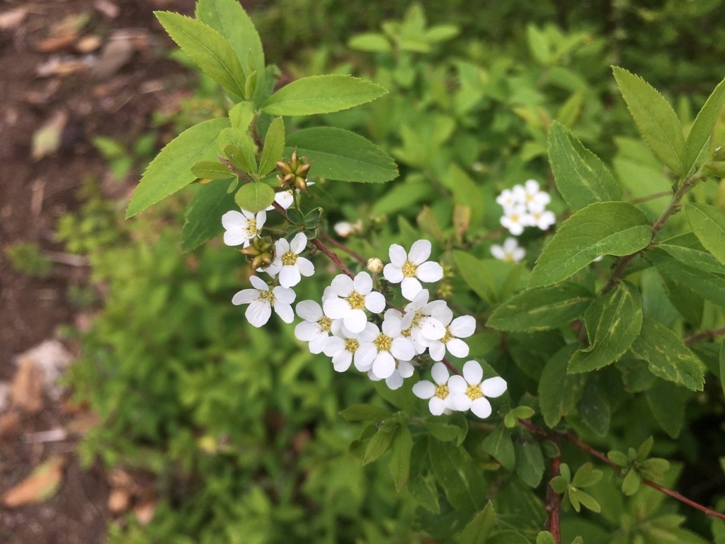f:id:encyclopediaofweeds:20180727002743j:plain