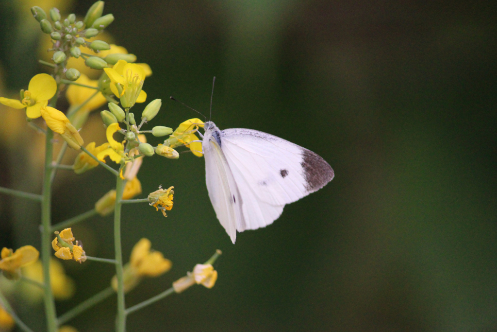 f:id:encyclopediaofweeds:20180727004420j:plain