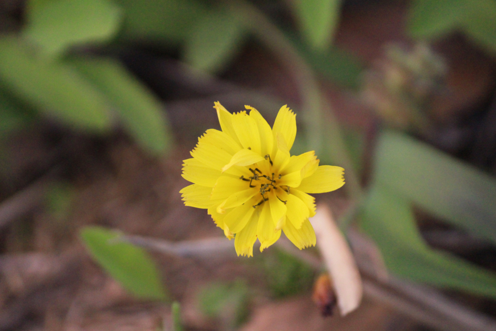 f:id:encyclopediaofweeds:20180727012855j:plain