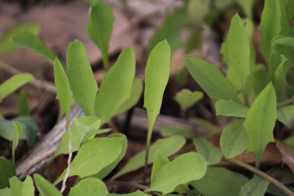 f:id:encyclopediaofweeds:20180727012900j:plain
