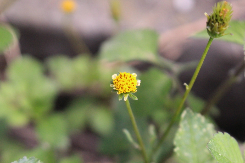 f:id:encyclopediaofweeds:20180727014425j:plain