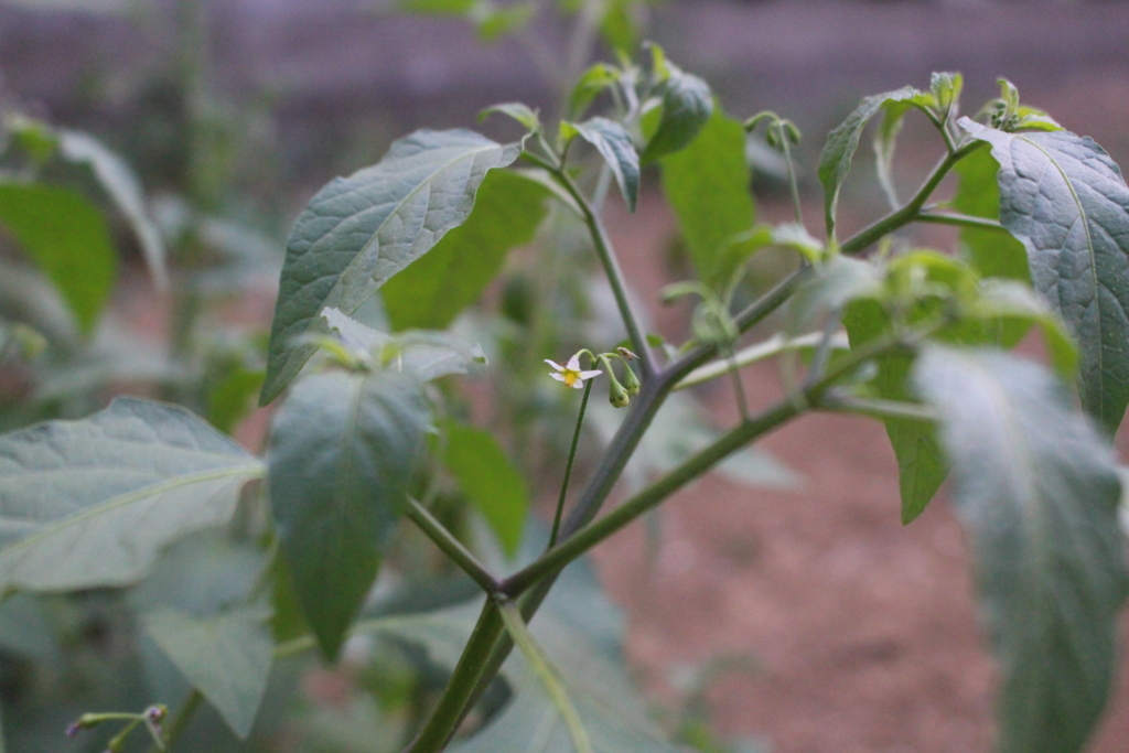 f:id:encyclopediaofweeds:20180727022825j:plain