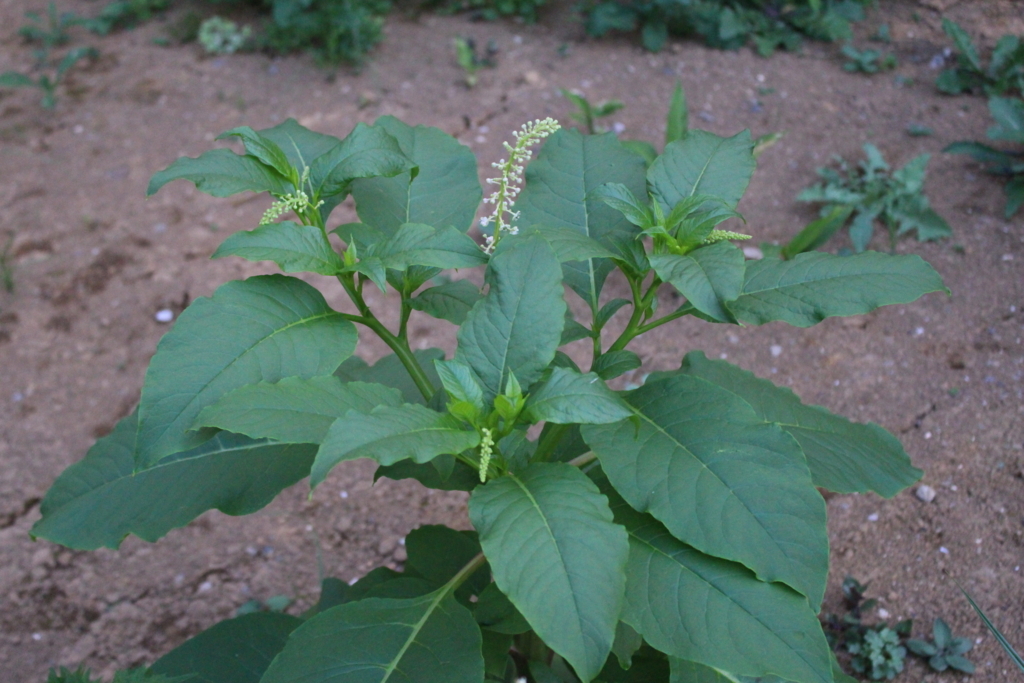 f:id:encyclopediaofweeds:20180727023129j:plain f:id:encyclopediaofweeds:20180727023129j:plain