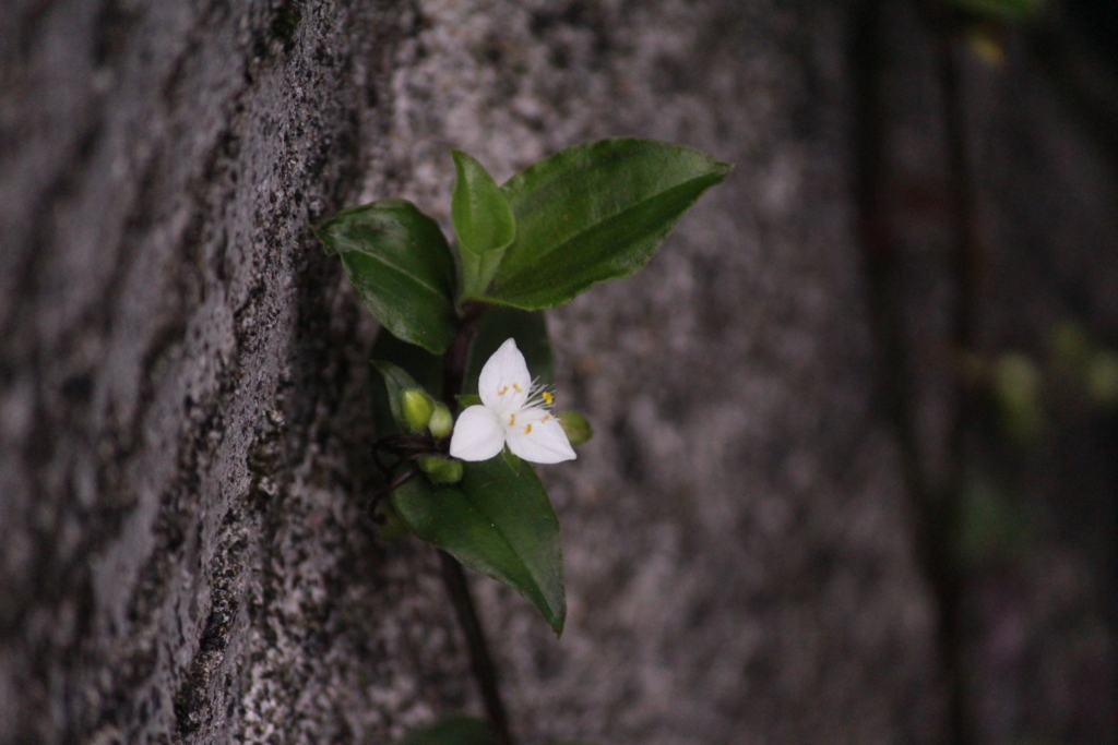 f:id:encyclopediaofweeds:20180727030140j:plain