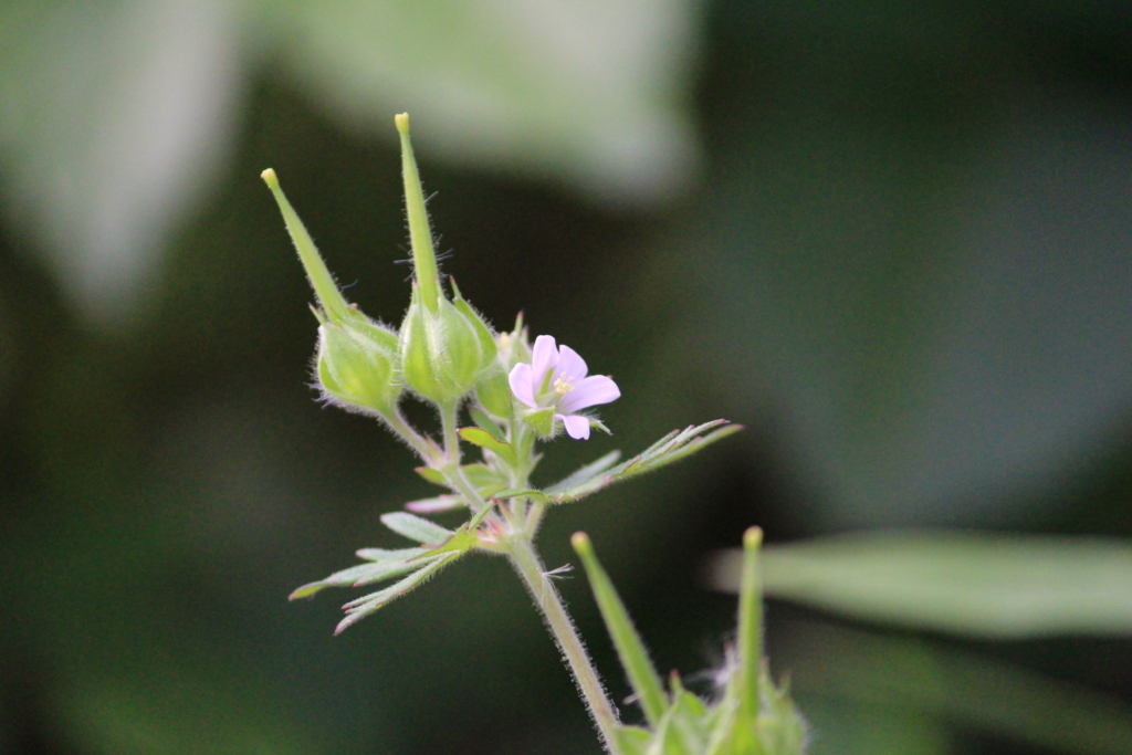 f:id:encyclopediaofweeds:20180727231155j:plain