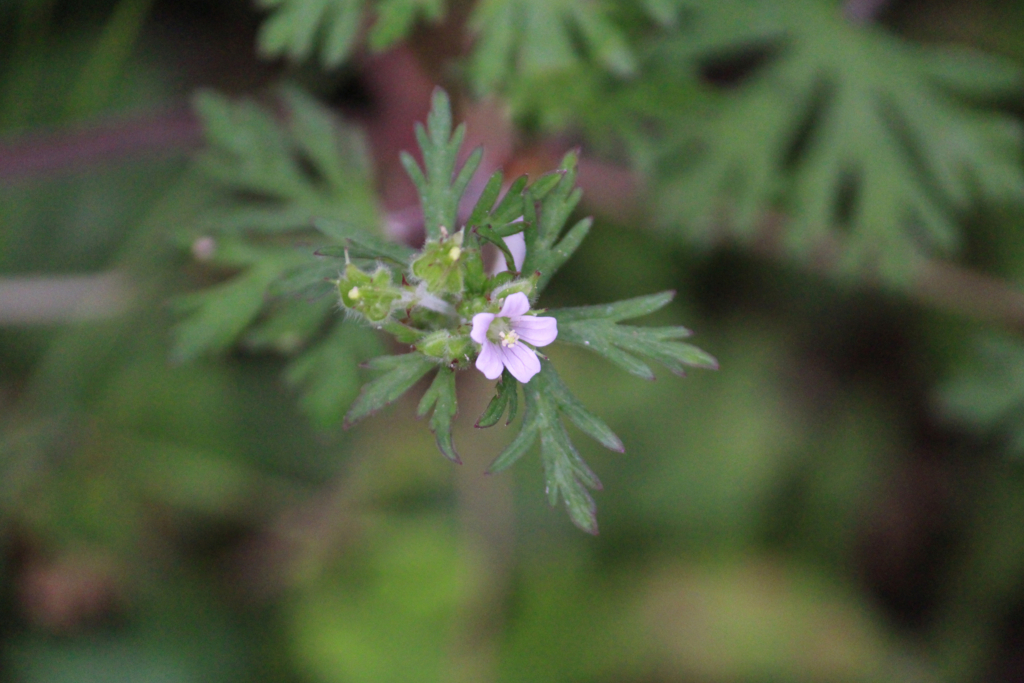 f:id:encyclopediaofweeds:20180727231316j:plain