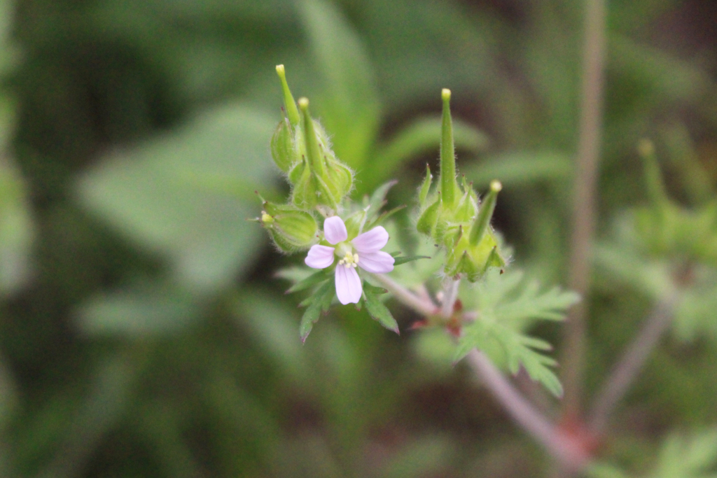 f:id:encyclopediaofweeds:20180727231426j:plain