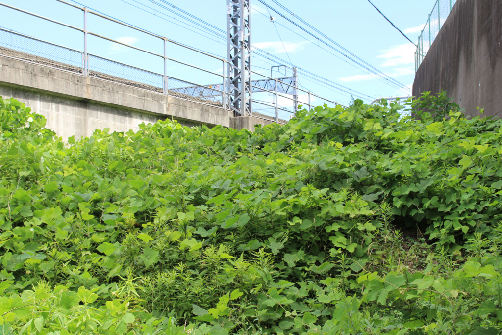 f:id:encyclopediaofweeds:20180727234040j:plain