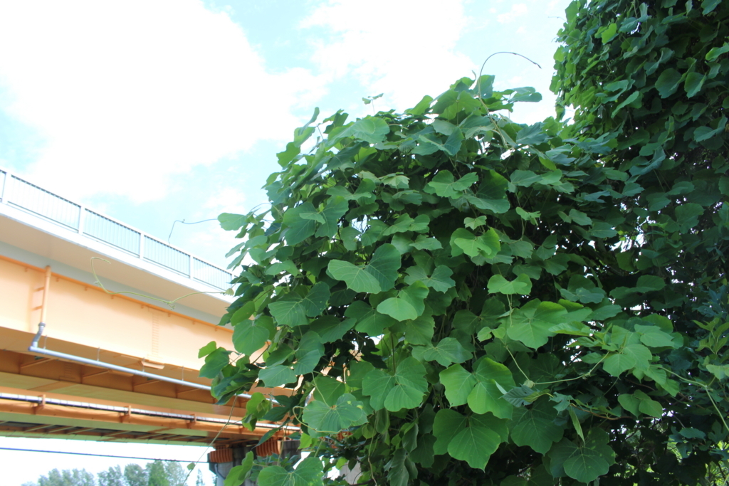 f:id:encyclopediaofweeds:20180727234046j:plain