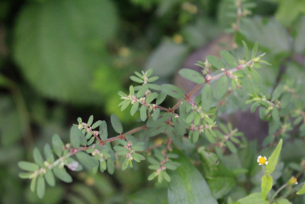 f:id:encyclopediaofweeds:20180817230012j:plain f:id:encyclopediaofweeds:20180817230012j:plain