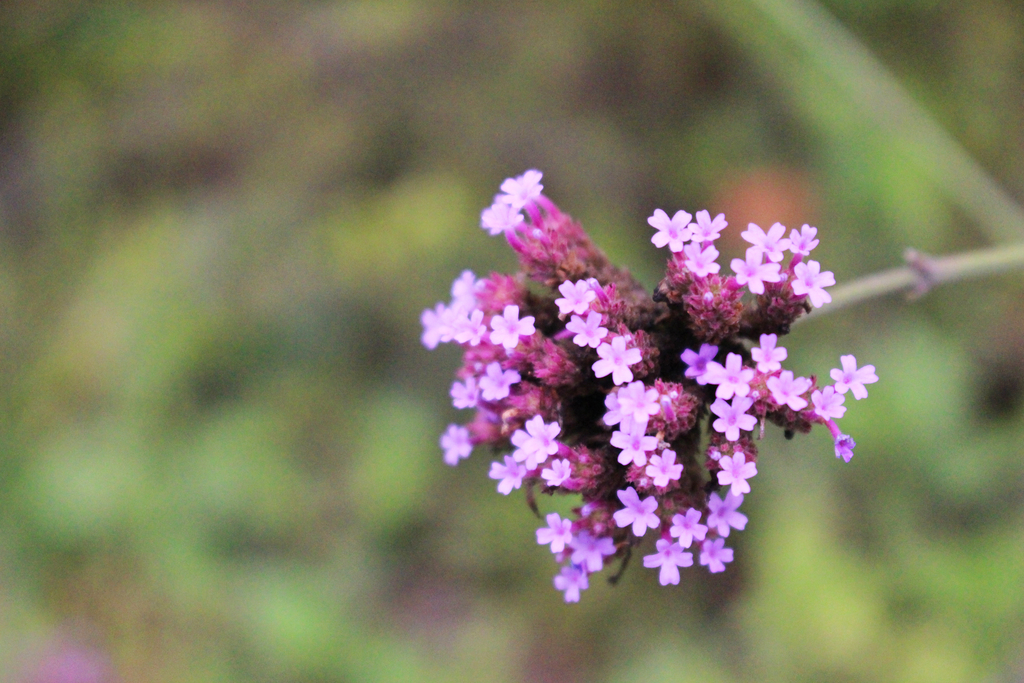 f:id:encyclopediaofweeds:20180829233000j:plain