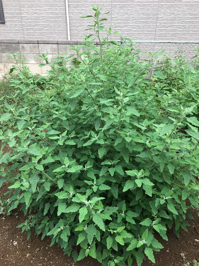 f:id:encyclopediaofweeds:20180911234933j:plain