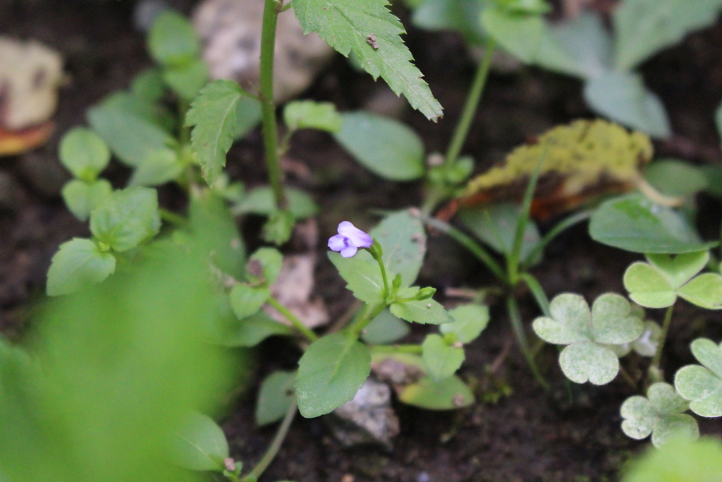f:id:encyclopediaofweeds:20180913001939j:plain