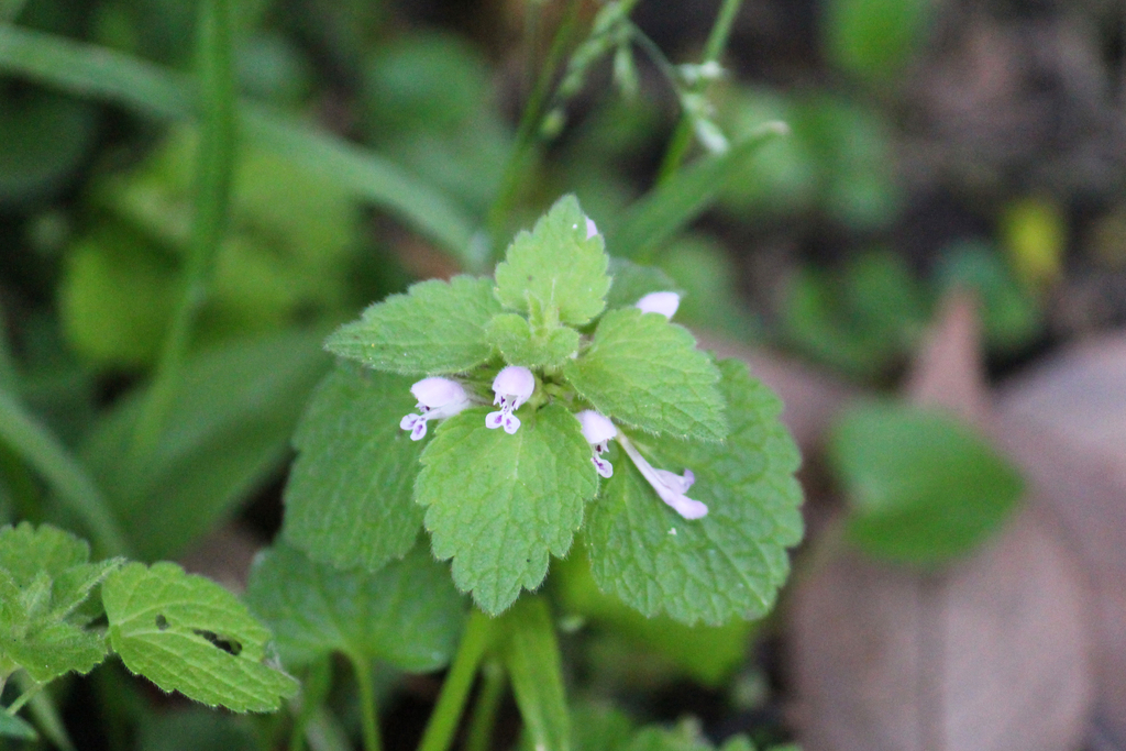 f:id:encyclopediaofweeds:20180913011417j:plain